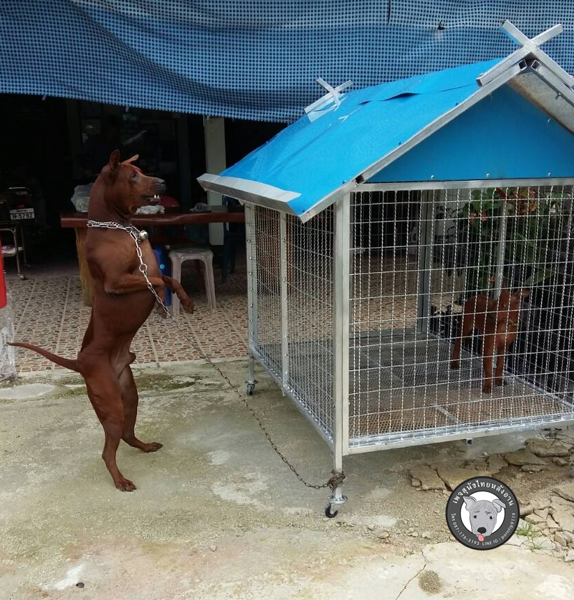 โพธิ์ทองยืนEn 2000, le capitaine de police PhansakKantisorn constata que l’élevage de chiens en Thaïlande n’était pas encore conforme aux normes comme prévu : par exemple, la saillie n’était pas encore systématisée, les éleveurs connaissaient encore trop peu de la nutrition, le système semblait encore ouvert, sans aucun contrôle sur la maladie, etc. Alors capitaine de police Phansak établit une ferme d’élevage de chiens au district de Mae Sai en province de Chiang Rai, Thaïlande