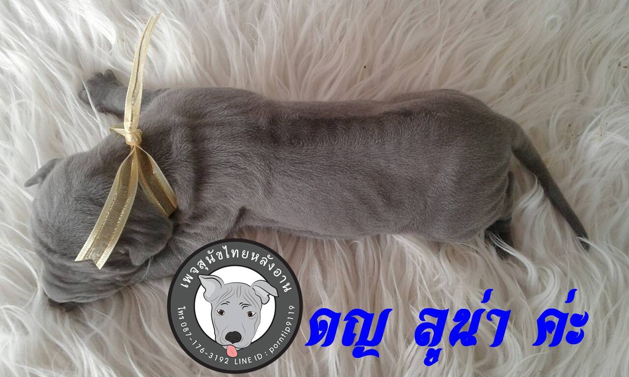 (10) สุนัขไทยหลังอาน  ลูน่า เลิฟกู๊ด (Lu-na –Love-good)3790