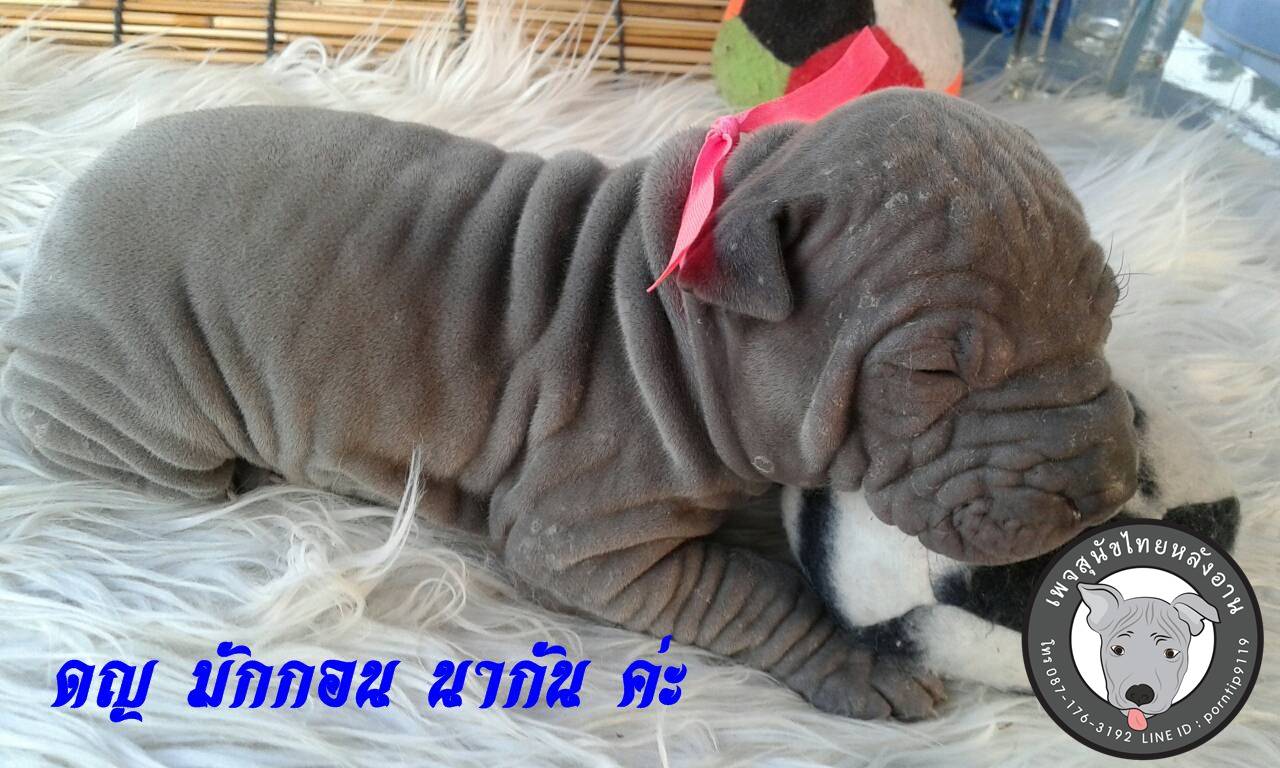 (12) สุนัขไทยหลังอาน  มักกอน นากัล(Mc-Gon-na-gall)5221