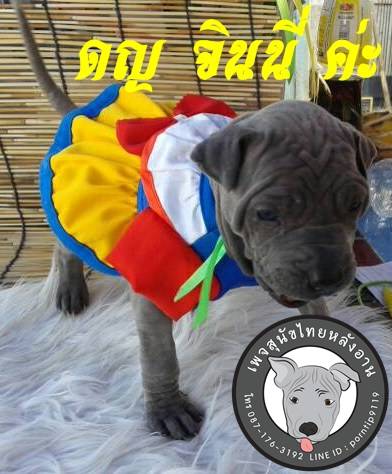 (13) สุนัขไทยหลังอาน  จินนี่ วีสลีย์ (Gin-ny –Weas-ley7404
