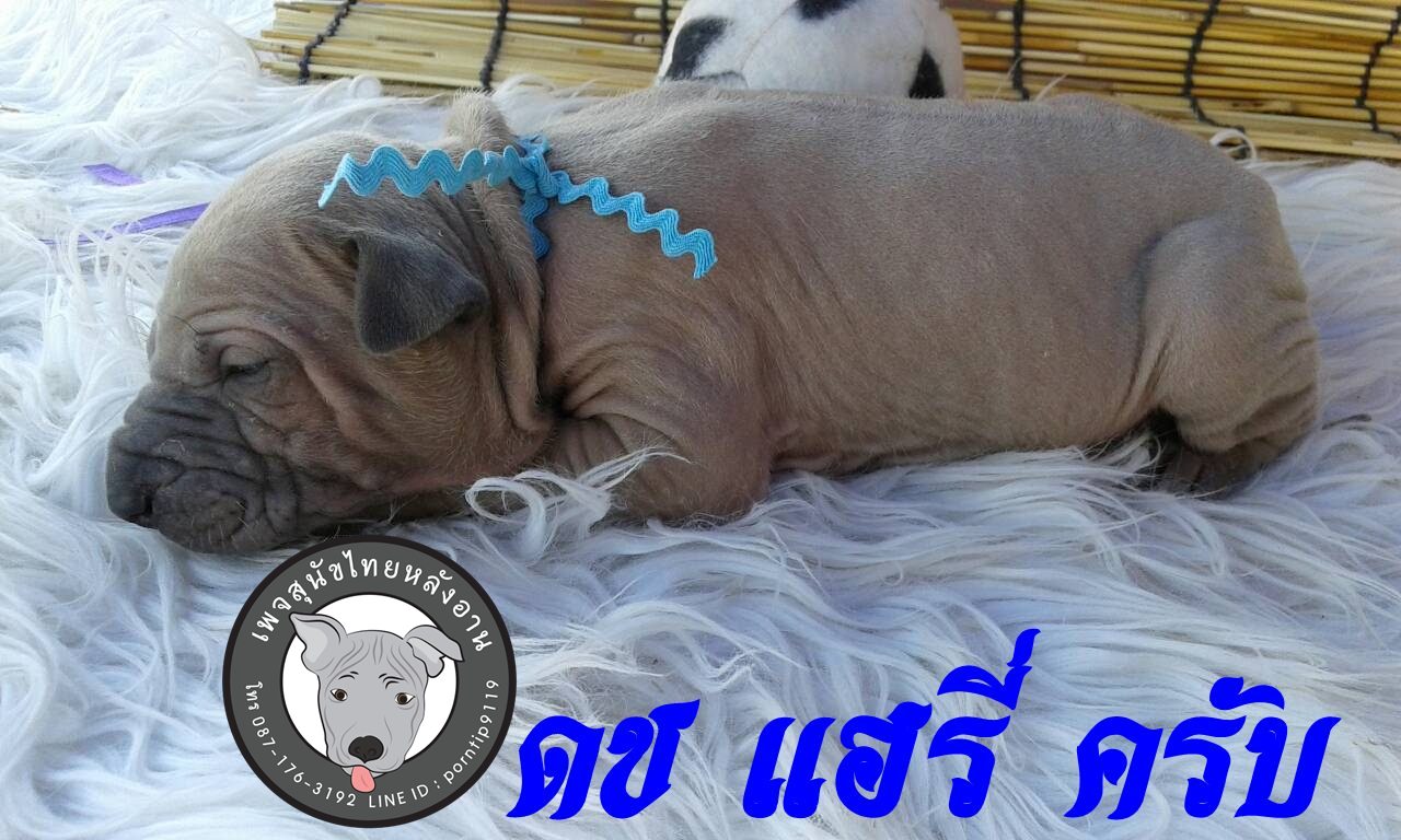 (16) สุนัขไทยหลังอาน   แฮรี่ พอตเตอร์ (Har-ry –Pot-ter)5138