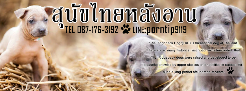sell, for sell, dogs, TRD,thairidgeback, blue thairidgeback , red thairidgeback , ISABELLA , FEMALE , MALE, Thai ridgeback dog, Ridgeback dog, Primitive, pet, puppy, Thai Dog, Mahthai, Lang ahn,