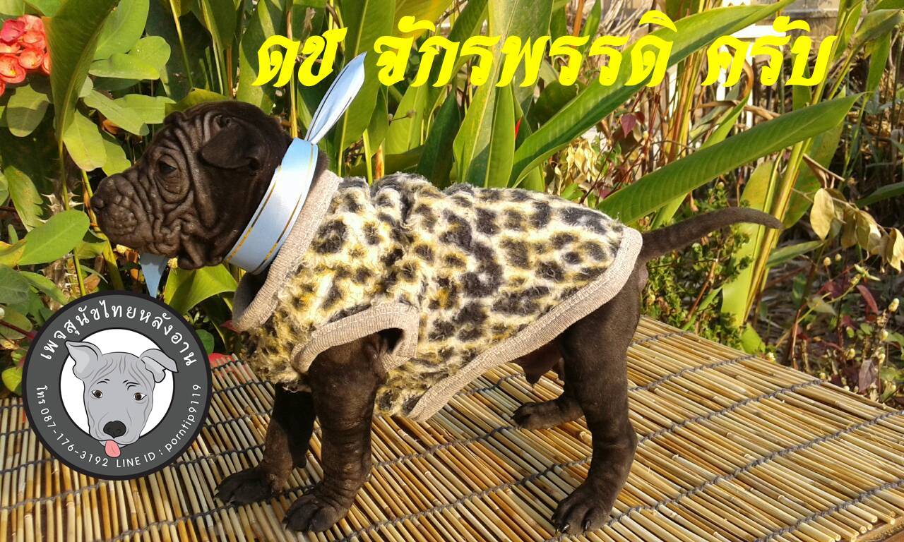 (7) สุนัขไทยหลังอาน   จักรพรรดิ(JUK-KA-PHUT)5854