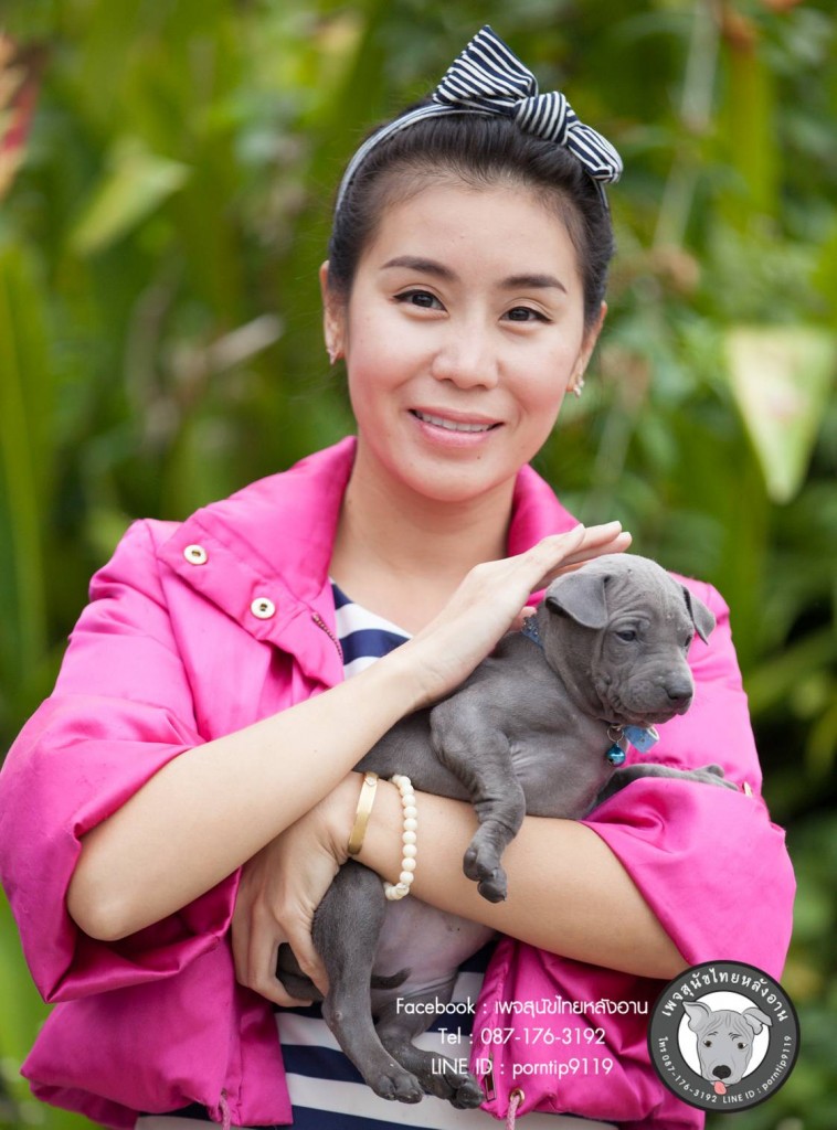 สุนัขไทยหลังอาน ขายสุนัข  ลูกสุนัขไทยหลังอาน net-0341