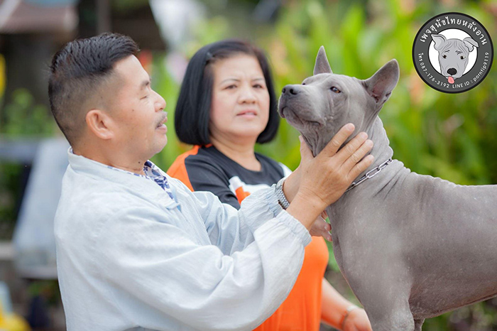 หมาไทย หมาไทยหลังอาน สุนัขไทยหลังอาน ขายสุนัขไทยหลังอาน ลูกสุนัขไทยหลังอานnet-0341
