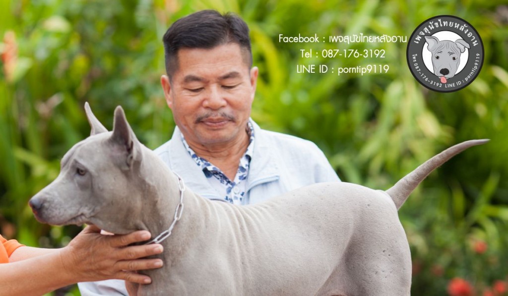 สุนัขไทยหลังอาน ขายสุนัขไทยหลังอาน   ลูกสุนัขไทยหลังอาน