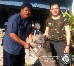 สุนัขไทยหลังอาน ขายสุนัขไทยหลังอาน   ลูกสุนัขไทยหลังอาน IMG_5096_webcamera360_20150123170330