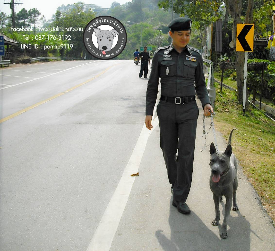สุนัขไทยหลังอาน ขายสุนัขไทยหลังอาน   ลูกสุนัขไทยหลังอาน พ่อพันธุ์แม่พันธุ์CIMG0037_webcamera360_20150123163427