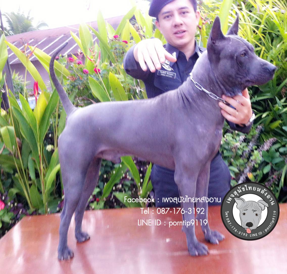 สุนัขไทยหลังอาน ขายสุนัขไทยหลังอาน   ลูกสุนัขไทยหลังอาน พ่อพันธุ์แม่พันธุ์IMG_4794_webcamera360_20150123164750