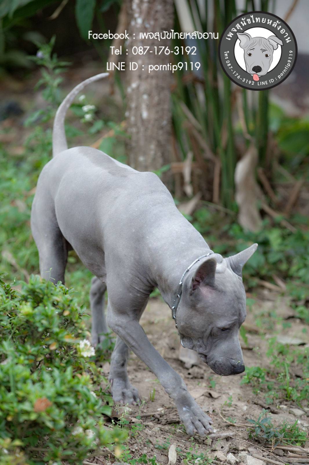 สุนัขไทยหลังอาน ขายสุนัขไทยหลังอาน   ลูกสุนัขไทยหลังอาน พ่อพันธุ์แม่พันธุ์Print-0346_webcamera360_20141224232927