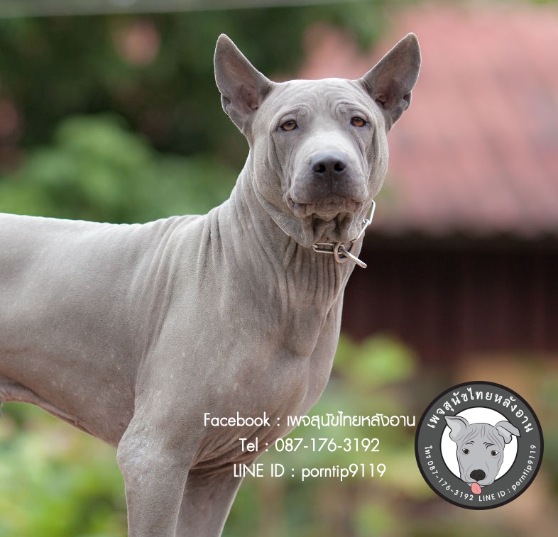 สุนัขไทยหลังอาน ขายสุนัขไทยหลังอาน   ลูกสุนัขไทยหลังอาน พ่อพันธุ์แม่พันธุ์Print-0363_webcamera360_20141224233231
