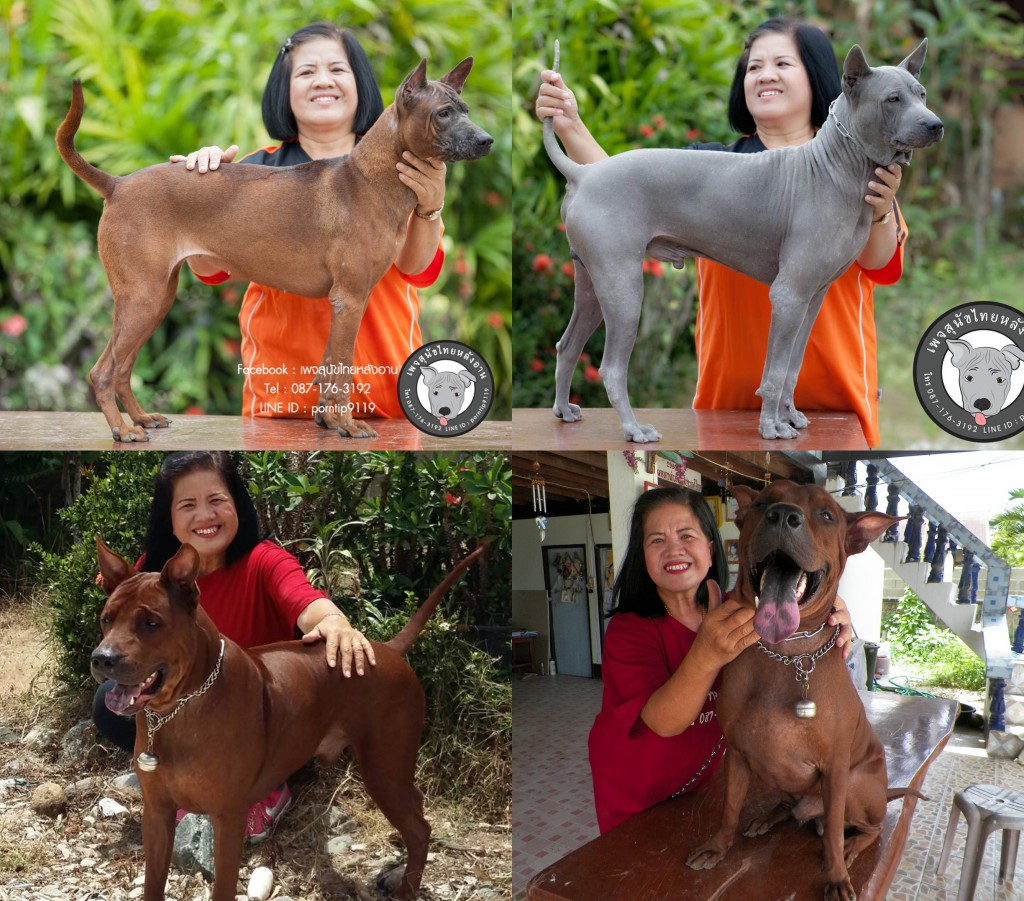 สุนัขไทยหลังอาน ขายสุนัขไทยหลังอาน ลูกสุนัขไทยหลังอาน พ่อพันธุ์แม่พันธุ์net-0279-tile