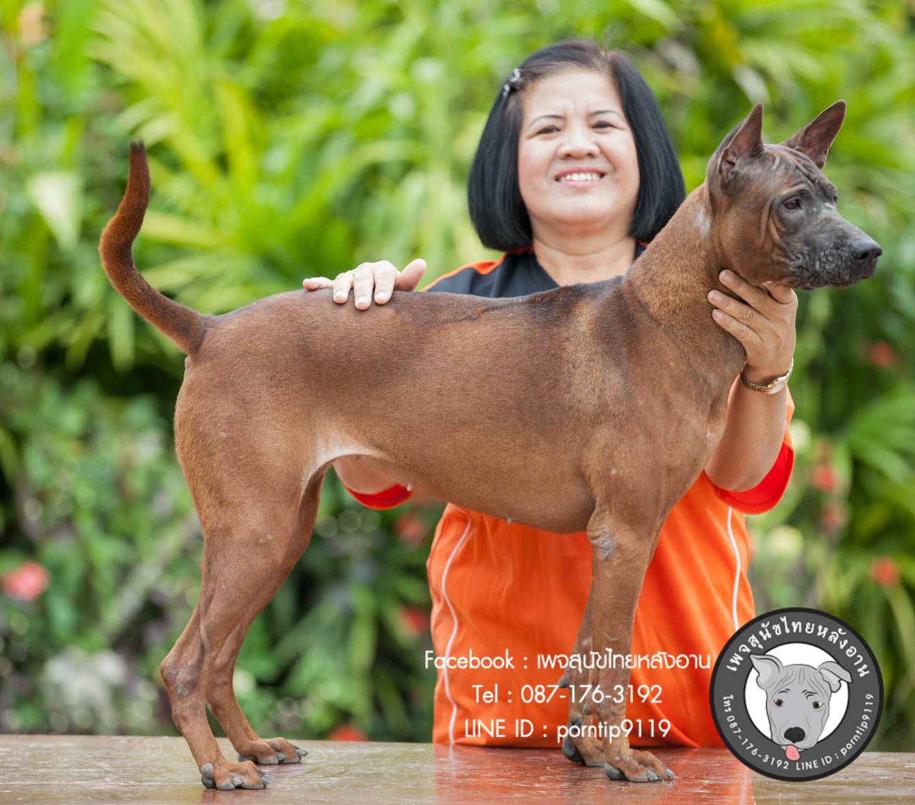 สุนัขไทยหลังอาน ขายสุนัขไทยหลังอาน ลูกสุนัขไทยหลังอาน พ่อพันธุ์แม่พันธุ์net-0305