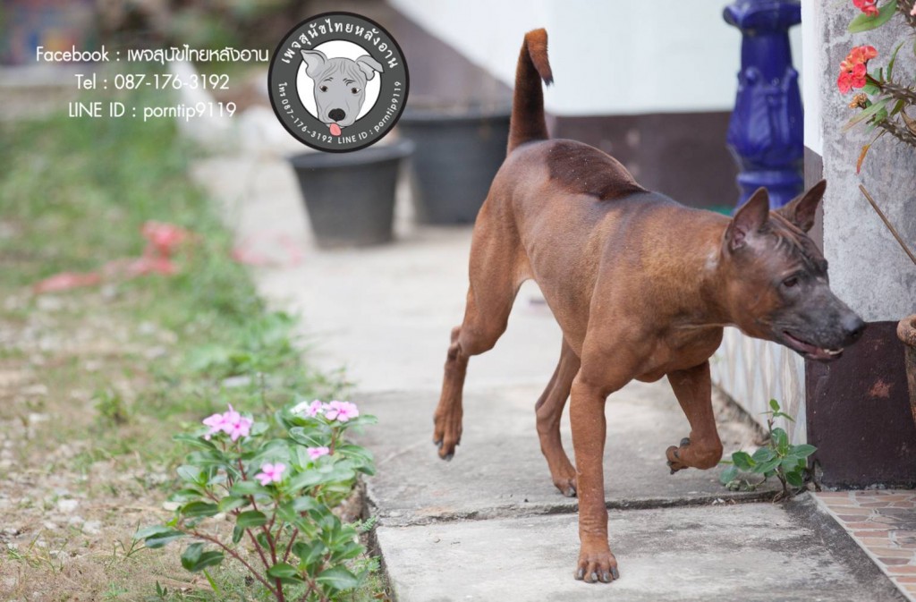 สุนัขไทยหลังอาน ขายสุนัขไทยหลังอาน   ลูกสุนัขไทยหลังอาน พ่อพันธุ์แม่พันธุ์net-0304