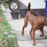 สุนัขไทยหลังอาน ขายสุนัขไทยหลังอาน   ลูกสุนัขไทยหลังอาน พ่อพันธุ์แม่พันธุ์net-0304