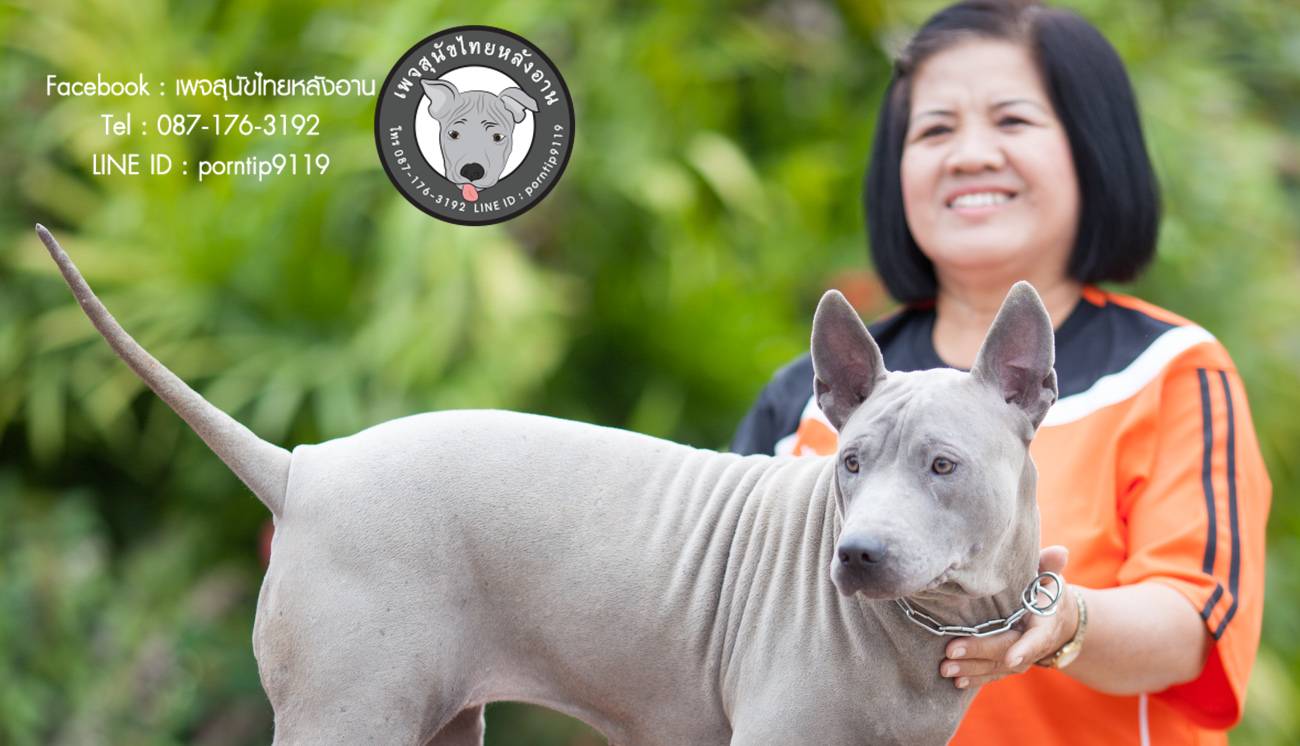 สุนัขไทยหลังอาน ขายสุนัขไทยหลังอาน   ลูกสุนัขไทยหลังอาน พ่อพันธุ์แม่พันธุ์net-0307