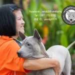 สุนัขไทยหลังอาน ขายสุนัขไทยหลังอาน   ลูกสุนัขไทยหลังอาน พ่อพันธุ์แม่พันธุ์net-0323