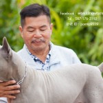 สุนัขไทยหลังอาน ขายสุนัขไทยหลังอาน   ลูกสุนัขไทยหลังอาน พ่อพันธุ์แม่พันธุ์net-0325