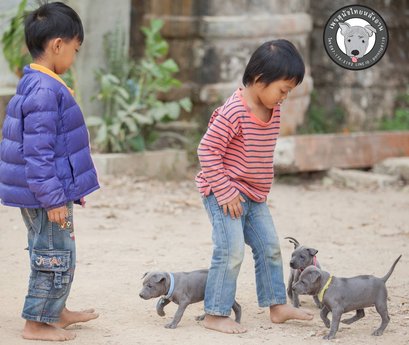 สุนัขไทยหลังอาน ขายสุนัขไทยหลังอาน   ลูกสุนัขไทยหลังอาน158KBเกิน