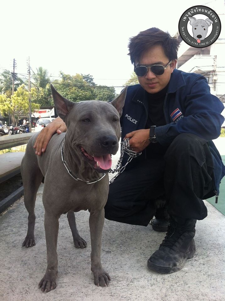 สุนัขไทยหลังอาน ขายสุนัขไทยหลังอาน   ลูกสุนัขไทยหลังอาน1780091_433586963440974_639946748_o