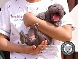 สุนัขไทยหลังอาน ขายสุนัขไทยหลังอาน   ลูกสุนัขไทยหลังอาน2359