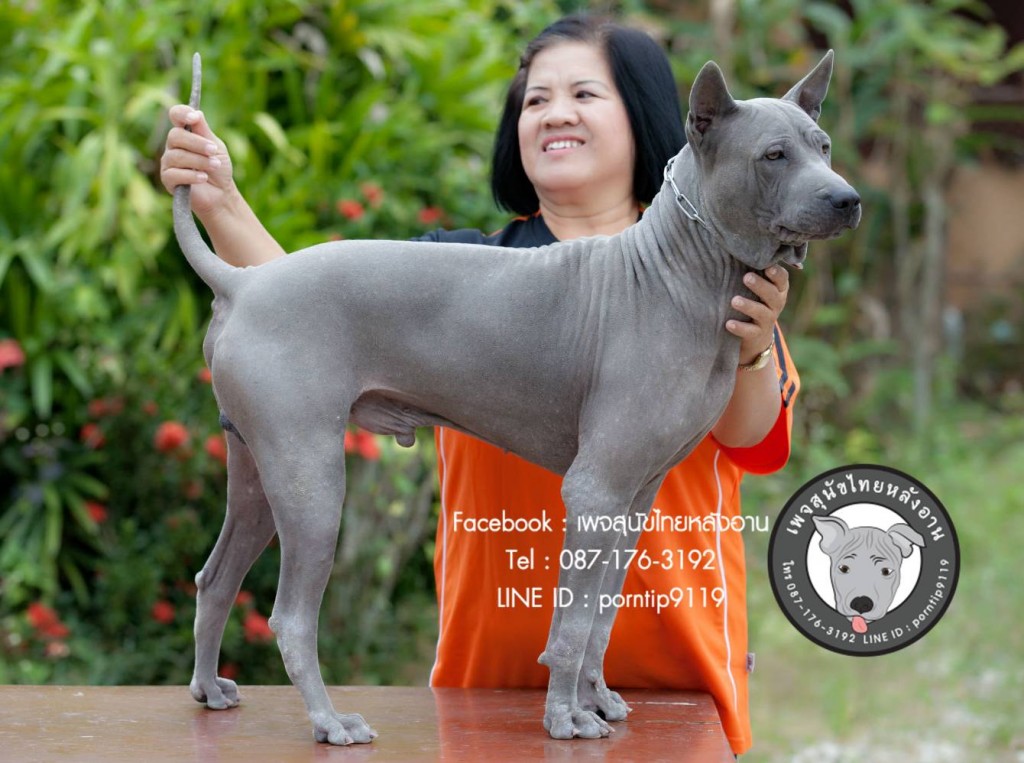 สุนัขไทยหลังอาน ขายสุนัขไทยหลังอาน   ลูกสุนัขไทยหลังอานPrint-0361_webcamera360_20141224130944444414