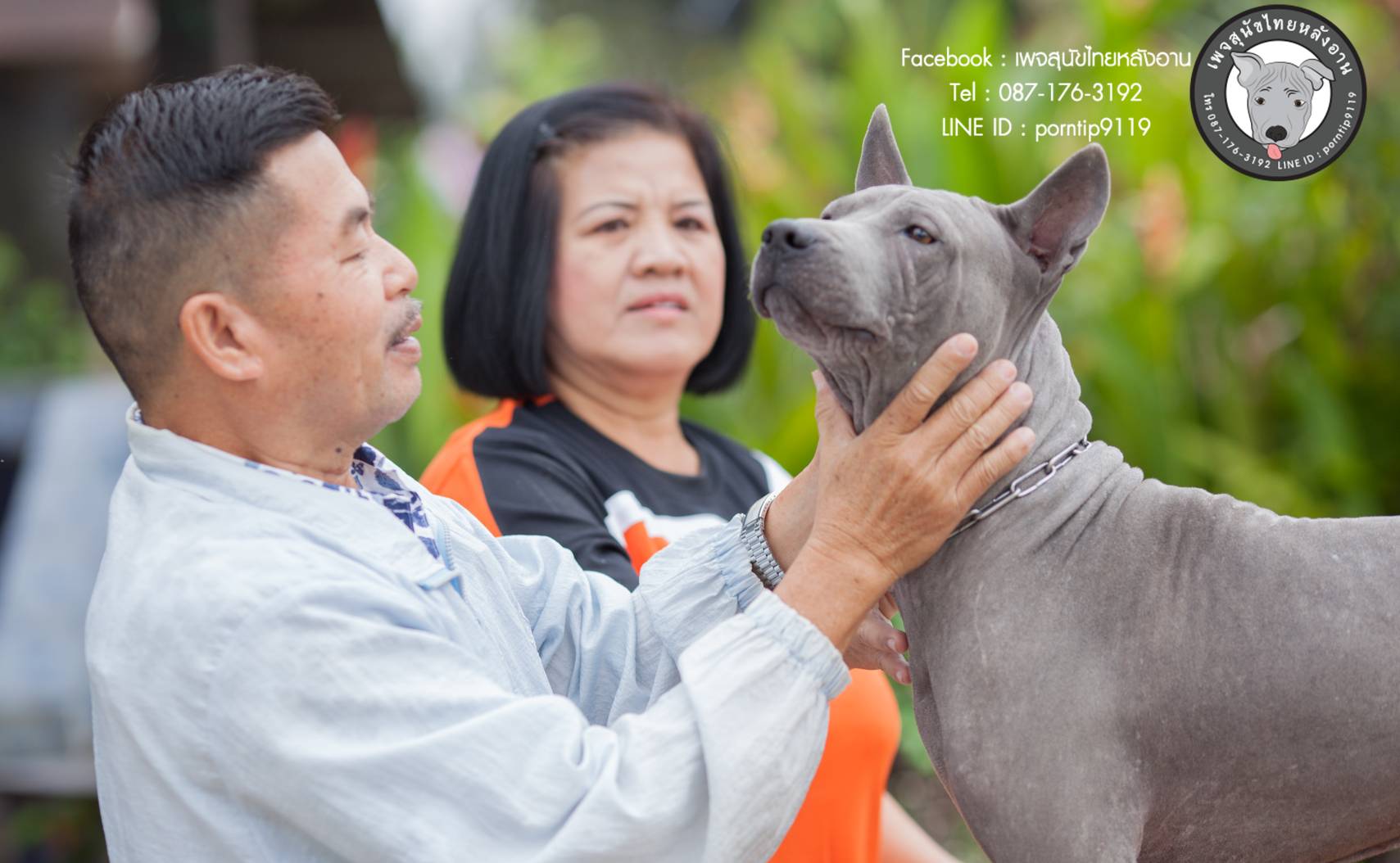 สุนัขไทยหลังอาน ขายสุนัขไทยหลังอาน   ลูกสุนัขไทยหลังอานnet-0333