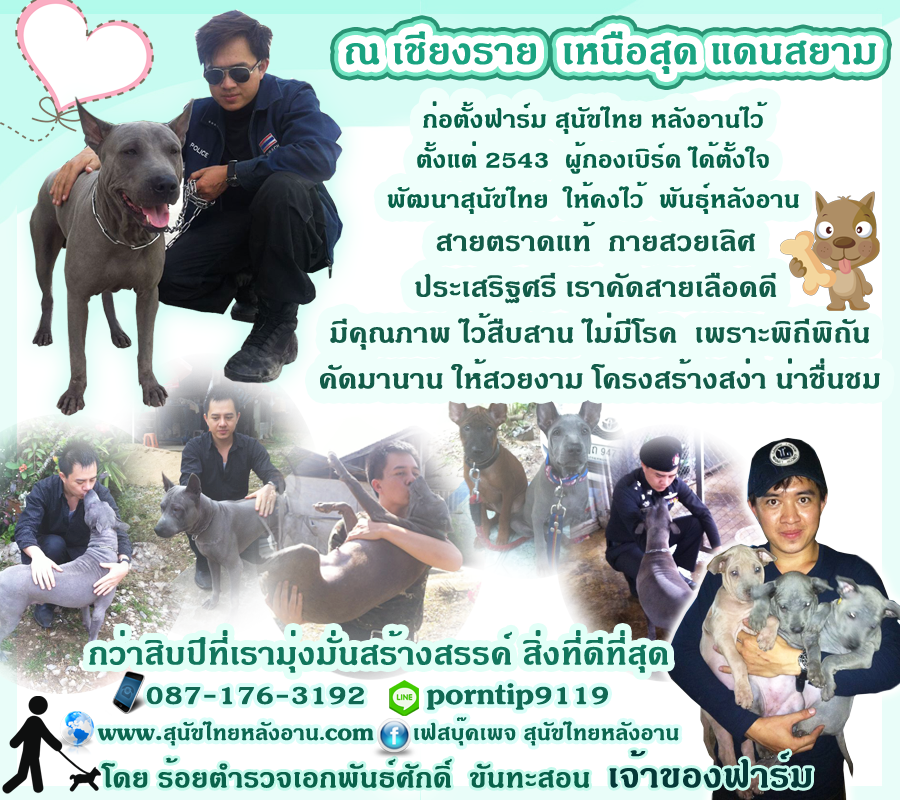 สุนัขไทยหลังอาน18