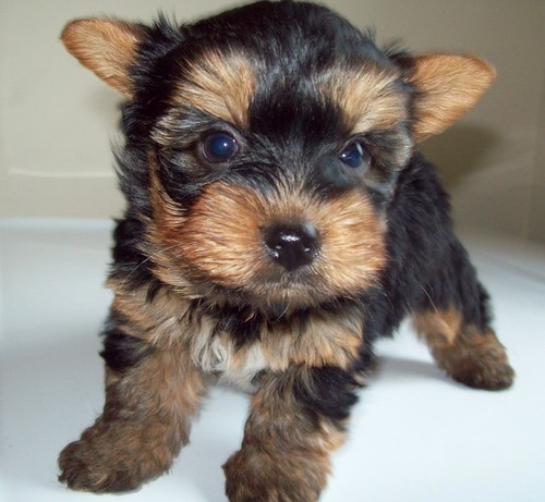 cute-yorkshire-terrier-puppies-100