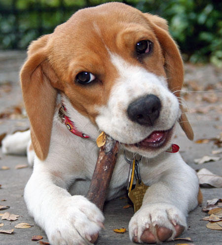 facts-about-beagle-dogs-102