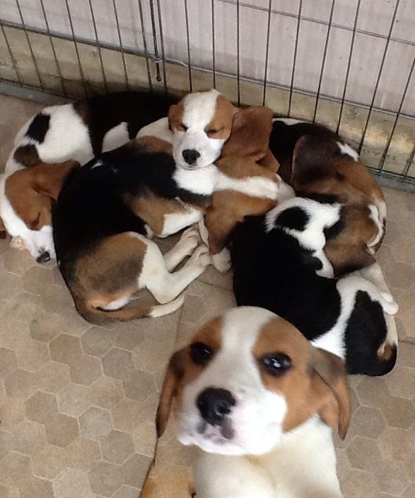 tri-coloured-beagle-puppies-for-sale-527170b237861
